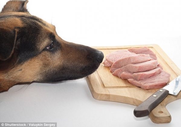 cachorro se alimenta de carna