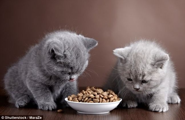 melhor alimentação gatos