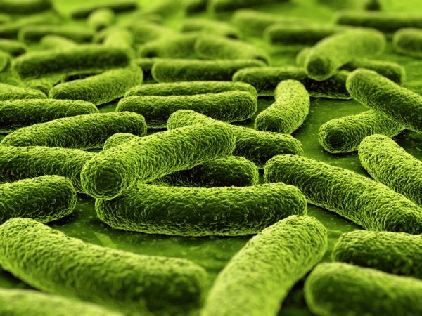 Números que compõe nosso organismo bactérias