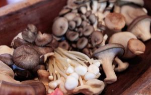 Entenda as diferenças entre os tipos de cogumelos e veja dicas de preparo
