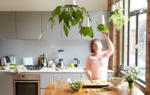 Plantas na cozinha:  Confira ótimas opções para o ambiente. 