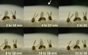 Fungo bizarro transforma moscas em “zumbis”. Conheça o Entomophthora muscae.