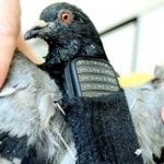 Detentos podem estar se aproveitando de pombos para levar celulares para presídio