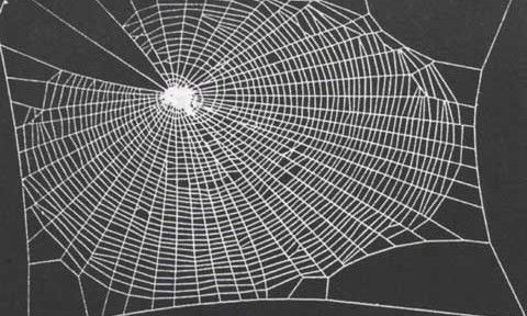 Conheça o efeito causado pelas drogas em aranhas