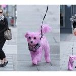 Emma Watson e seu cachorrinho rosa