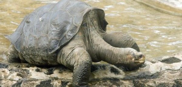 Morre tartaruga de 100 anos, a última da sua subespécie.