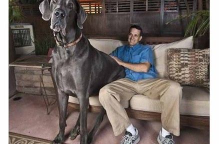 O maior cachorro do mundo 