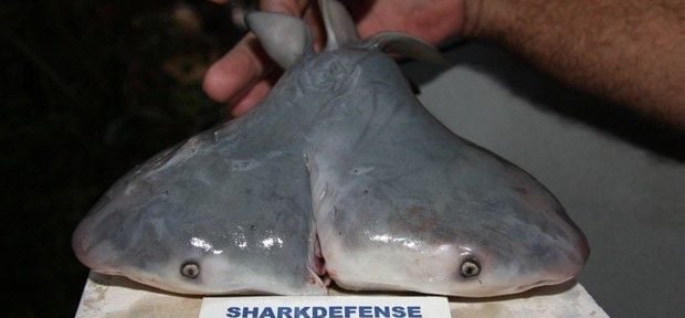 Tubarão de 2 cabeças é encontrado por pescador nos EUA