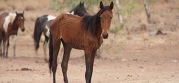 Austrália lança programa para eliminar cavalos selvagens
