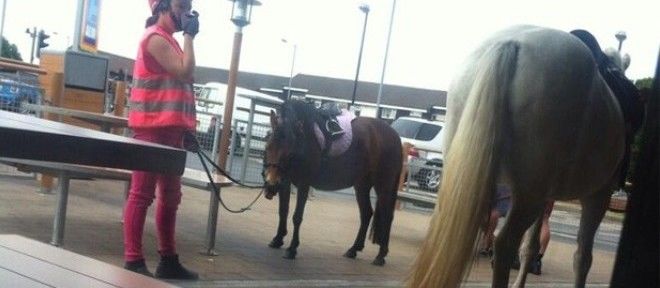 Mulher é multada por levar cavalo para dentro de restaurante