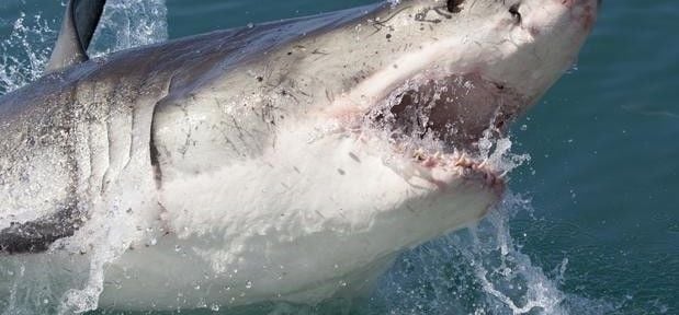 Saiba quais as praias onde mais acontecem ataques de tubarão
