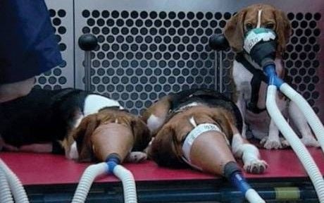 52% dos laboratórios de testes em animais podem ser fechados