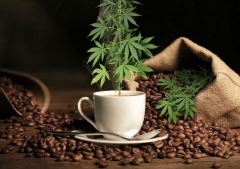 Empresa pretende criar café com maconha