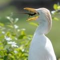 Imagens-e-fotos-engracadas--animais-39.jpg