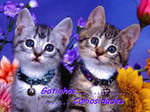 Gatinhos e Curiosidades