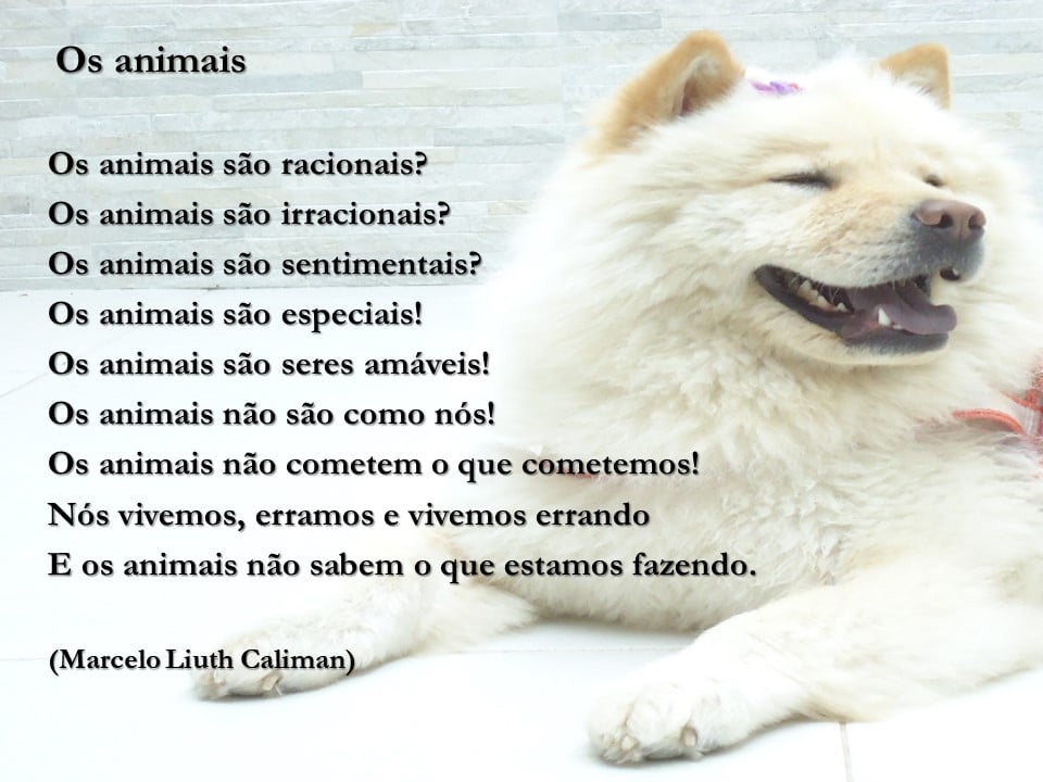 Os Animais