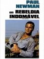 Rebeldia Indomável - Cartaz do Filme