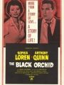A Orquídea Negra - Cartaz do Filme