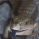 Skink