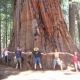 Sequoia