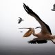Pelican
