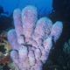 Phylum