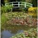 Monet