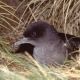 Mutton Birds