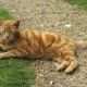 Ginger Tom