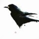 Corbeau