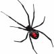 Black Widow