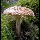 Amanita