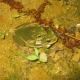 Amplexus