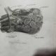 Anatomy