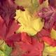 Autumn Leaves