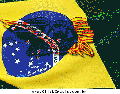 Brasil 15692