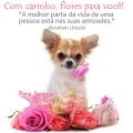 Com Carinho, Flores para Você