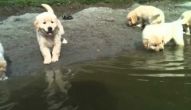 Golden Retriever - Aprendendo a nadar