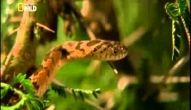 Animais Raros do Céu