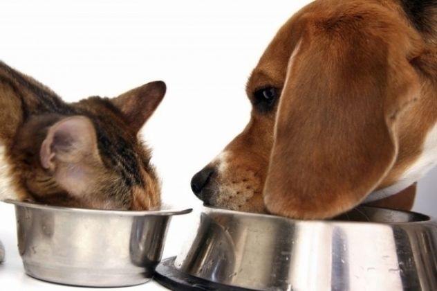 Você alimenta bem seu animal de estimação? Saiba quais os melhores alimentos para seu Pet
