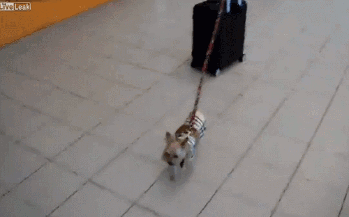 Cachorro passeando conhecendo lugares