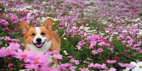 Cachorro sorrindo entre as flores 