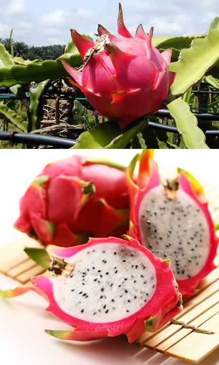 Pitaia fruta do dragão frutas exóticas desconhecidas