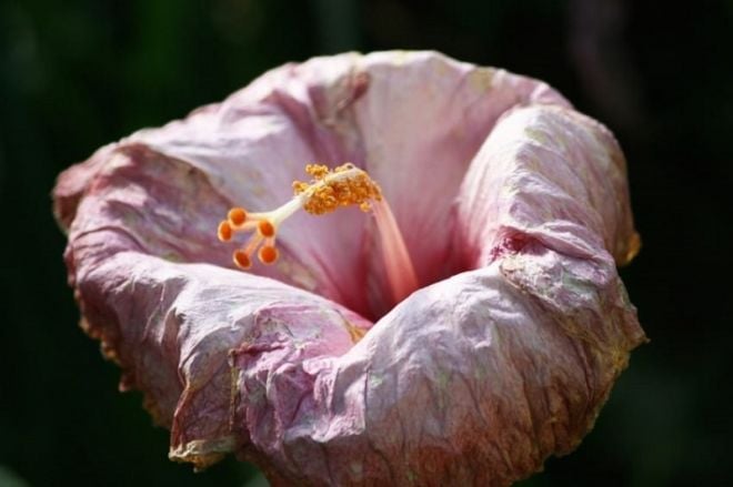 Mulher menstruada destruíam as coisas naturalmente