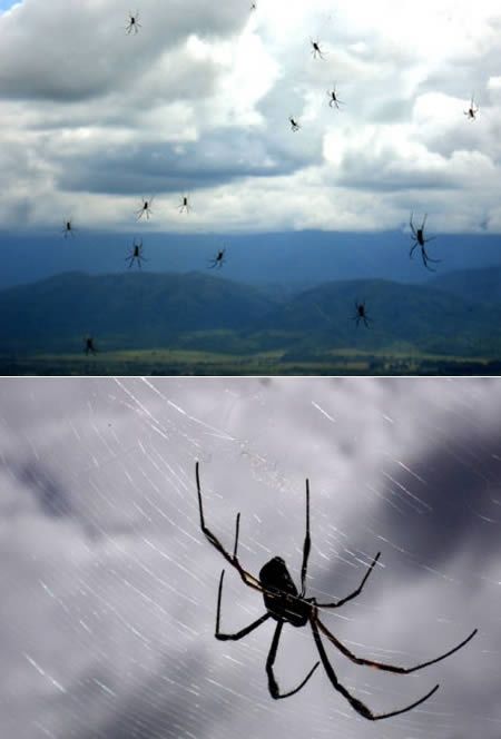Uma chuva de aranhas na Argentina