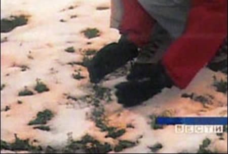 Uma neve multicolorida que caiu sobre a Sibéria