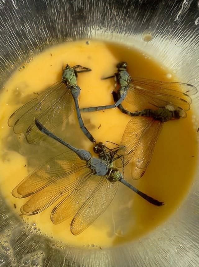 Pratos bizarros e nojentos libélula frita