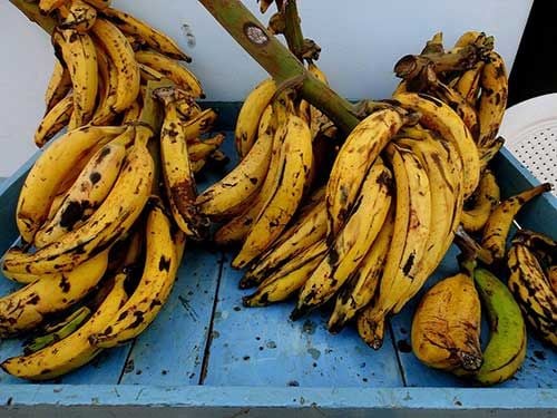 Tipos de banana terra
