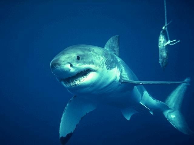 Animais acusados de espionagem tubarões