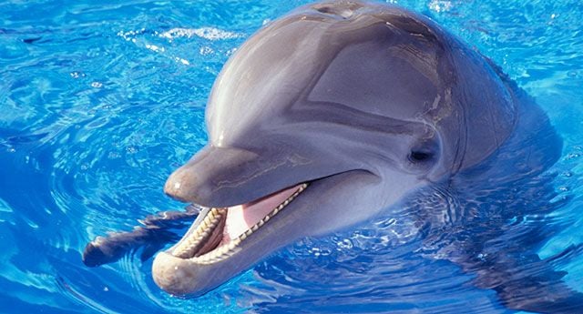 Animais acusados de espionagem golfinhos